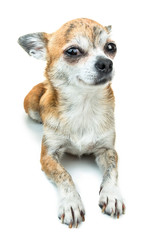 Cute dog lying down and smiling. Dwarf Chihuahua dog on isolated background