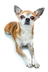 Cute dog lying down and listens attentively. Dwarf Chihuahua dog on isolated background