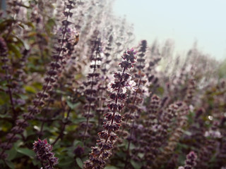 Lavender Blooming In Sunlight