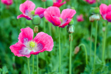 Fototapeta premium Pistil and stamen of pink flowering Papavers from close