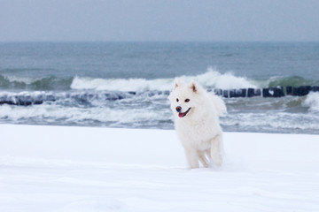 white Samoyed dog walks through the snow near the sea