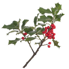 Sprig of Chrhistmas holly. Isolated on white background.