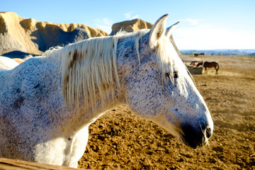 a beautiful grey horse poses for a closeup in the late afternoon sun in west Texas as he waits with...