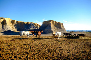 a group of horses bask in the late afternoon sun against a backdrop of golden craggy hills and...