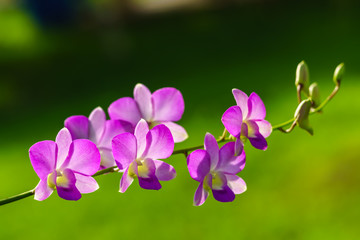 Closeup of purple dendrobium orchid flowers 
