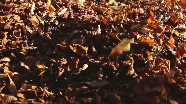 Leaf blower in action, clean up dry leaves from a tile