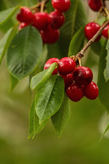 Cherries On Tree