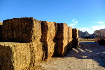 Bales of hay stacked at the side of a barn catch the light of a late afternoon sun in west Texas
