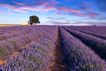 Naklejka na ściany i meble Lavender field summer near Valensole