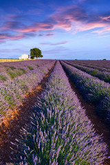 Fototapeta premium Lavender field summer near Valensole
