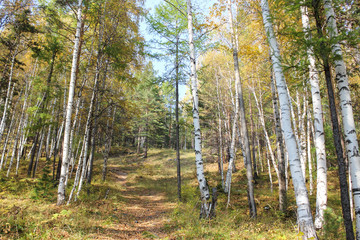 Obraz premium Forest hill