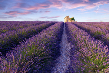 Naklejka na ściany i meble Lavender field summer near Valensole