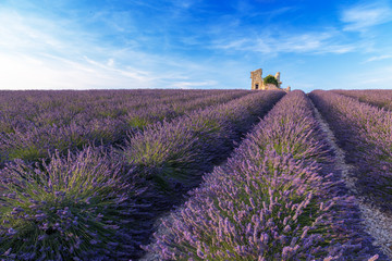 Lavender field summer  near Valensole