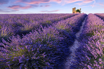 Lavender field summer  near Valensole