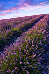 Naklejka na ściany i meble Sunset over a violet lavender field in Provence