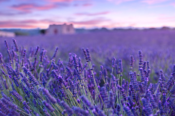 Obraz premium Lavender field summer sunset landscape near Valensole