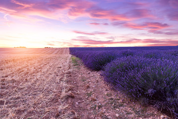 Naklejka premium Sunset over a violet lavender field in Provence