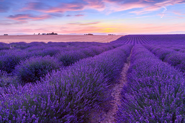 Obraz na płótnie Canvas Sunset over a violet lavender field in Provence