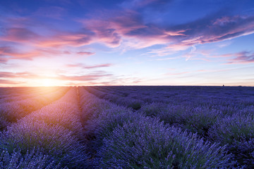 Naklejka premium Lavender field summer sunset landscape near Valensole