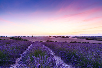 Fototapeta na wymiar Lavender field summer sunset landscape