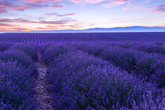 Lavender field summer sunset landscape near Valensole © Kavita