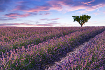 Naklejka premium Lavender field summer sunset landscape