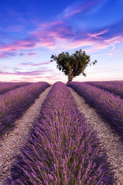 Fototapeta Lavender field summer sunset landscape