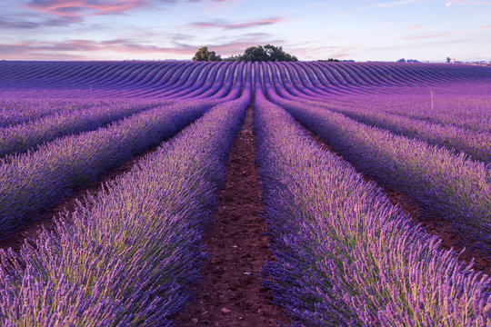 Lavender field summer sunset landscape  near Valensole