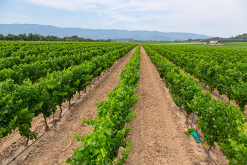 Fototapeta na wymiar Vineyards in Provance, France