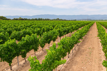 Fototapeta na wymiar Vineyards in Provance, France