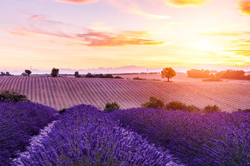 Naklejka na ściany i meble Lavender field summer sunset landscape