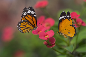 Beautiful butterflies flying on flowers