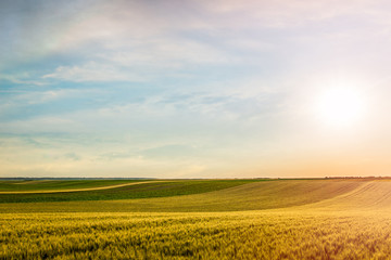 Fototapeta na wymiar Wheat field over sky with sundown. Nature landscape. Lens flare