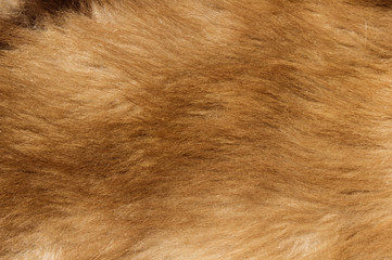 Bear Cub Fur