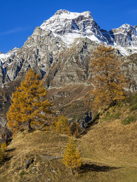 Autunno alpino ( Alpe Devero )