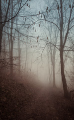 Obraz premium Forest in the mist