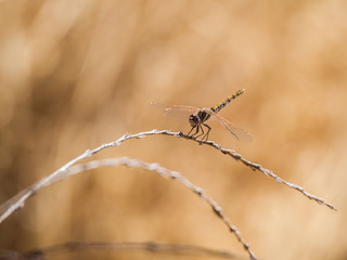 Dragonfly on branch