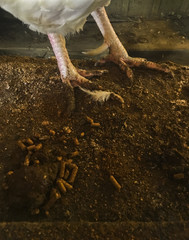 Rooster legs in a hen house with manure. © ImagePixel