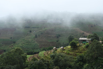 Agricultural terrace and foggy at Mae Jam in Chiang Mai, Thailand.