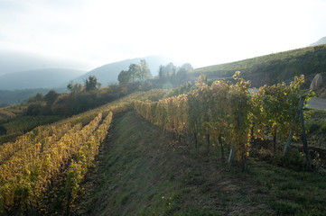 vignes en automne