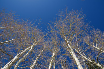 Bare Aspen Tree Tops