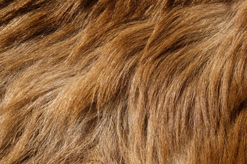 Bear Fur Background