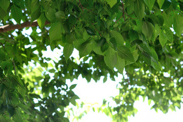 green leaves on white background


