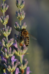 Bee on a flower
