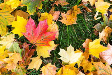 Yellow and red fallen leaves on green grass, autumn background texture.