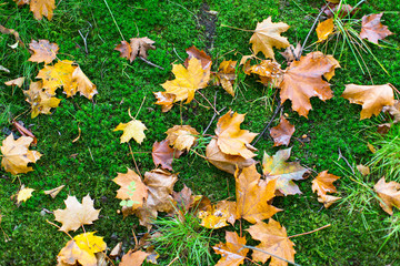 Fallen leaves on green moss, autumn ground texture.