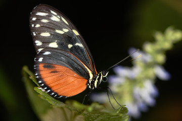 Fototapeta na wymiar Tiger longwing butterfly (Heliconius hecale). Central and Southern American Heliconiid butterfly in the family Nymphalidae, showing underside with wings closed
