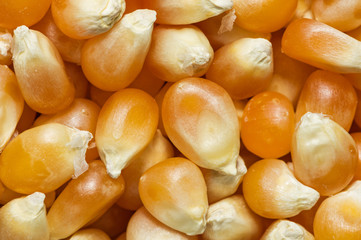 Popcorn Kernels Macro