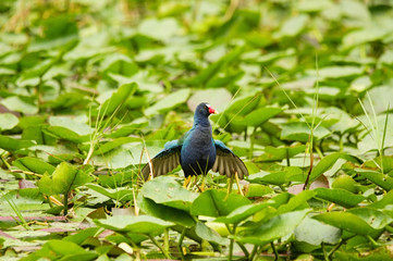 Purple Gallinule Bird