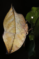 Indian leaf butterfly (Kallima paralekta) underside.